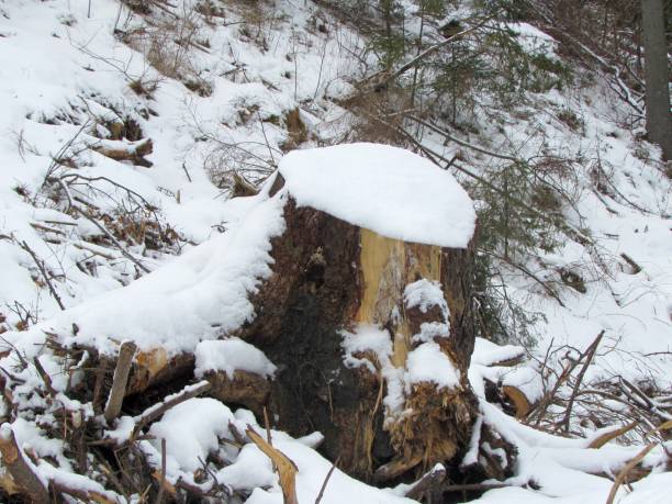 istock Cut down trees in forest, natural man made disaster, winter time 1153902996