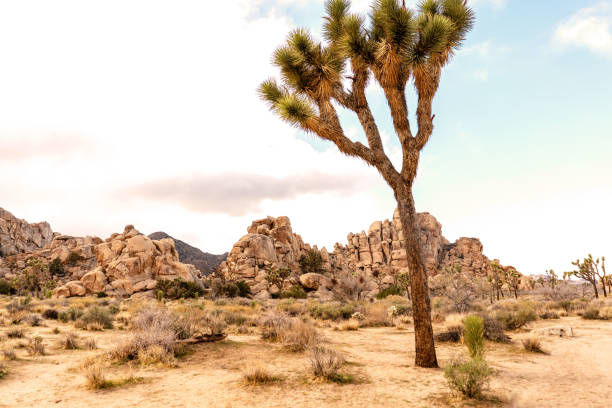 istock Joshua tree on a road side with outstanding rock formations on background. Joshua Tree National park, California, USA. 1153903118
