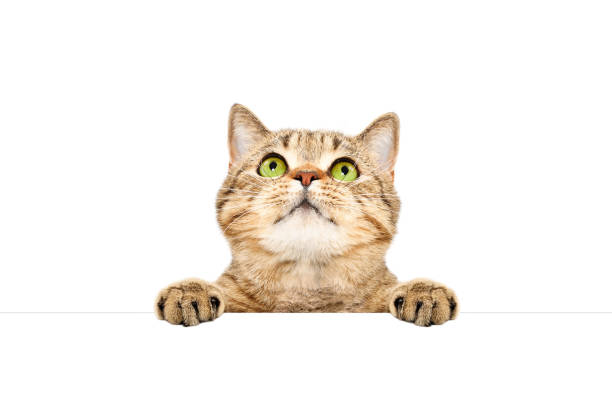 istock Adorable cat Scottish Straight, peeking from behind a banner 1153903164