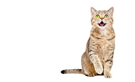 Adorable cat Scottish Strait sitting with raised paw isolated on white background