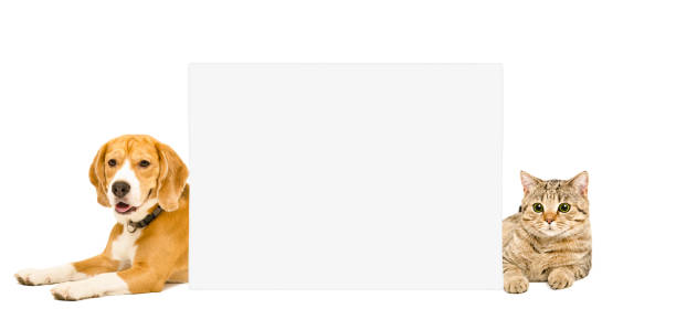 istock Beagle and cat Scottish Straight lying behind a banner 1153903181