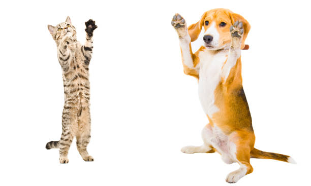 istock Cat and dog together standing on his hind legs 1153903190