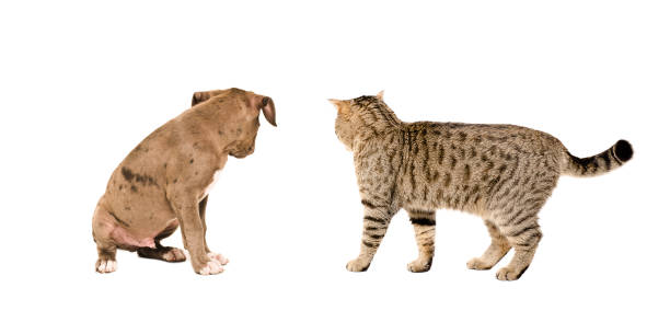 istock Cat and puppy with his back to the camera 1153903203
