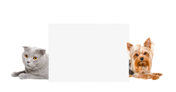 istock Cat Scottish Fold and  Yorkshire terrier, peeking from behind banner 1153903212