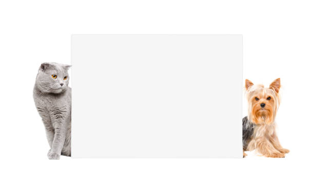 istock Cat Scottish Fold and Yorkshire terrier, sitting behind a banner 1153903213