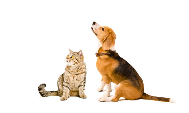 Cat Scottish Straight and Beagle dog Cat Scottish Straight and Beagle dog Isolated on white background cat sniff stock pictures, royalty-free photos & images