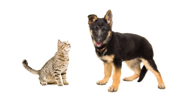 istock Cat Scottish Straight and  German Shepherd puppy 1153903218