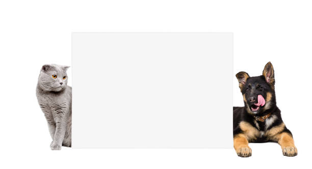 istock Cat Scottish Fold  and German Shepherd puppy, peeking from behind banner 1153903219