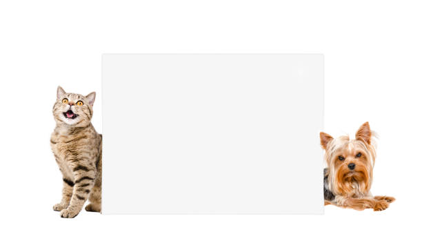 istock Cat Scottish Straight and  Yorkshire terrier, peeking from behind banner 1153903221