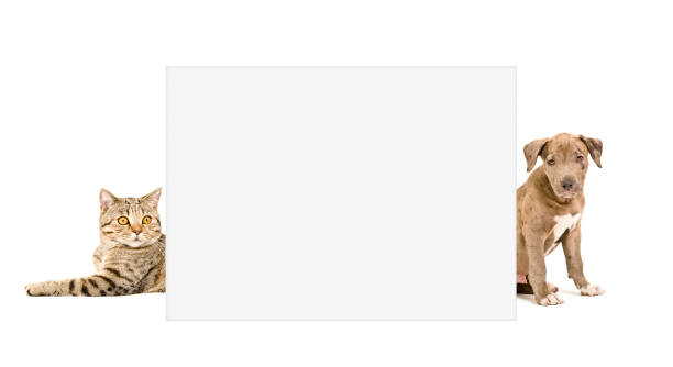 istock Cat Scottish Straight and puppy pit bull peeking from behind  placard 1153903255