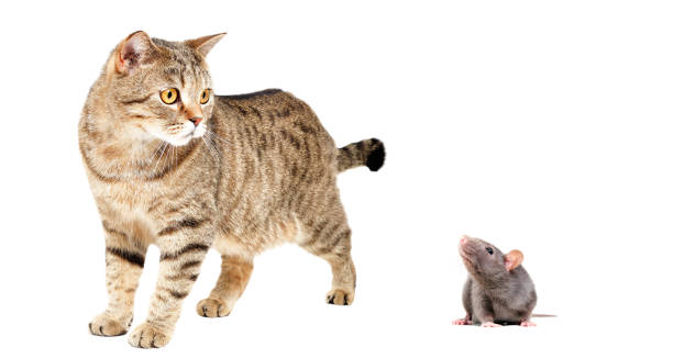 istock Cat Scottish Straight and gray rat 1153903257