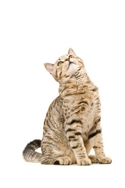 istock Cat Scottish Straight sitting curious to looking up 1153903269