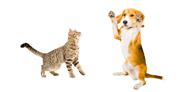 istock Curious cat Scottish Straight and funny Beagle dog 1153903279