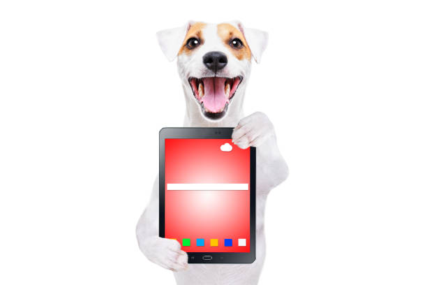 istock Cheerful dog Jack Russell Terrier with tablet isolated on white background 1153903283