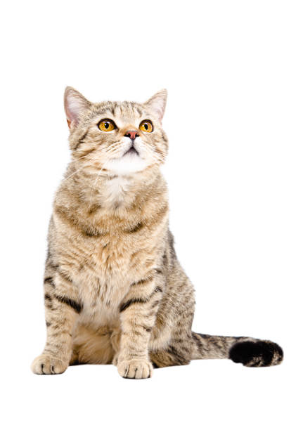istock Cat Scottish Straight, sitting looking up 1153903289