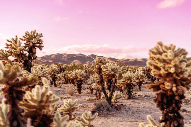 istock Cholla cactus garden in Joshua Tree National park at sunset time. 1153903295