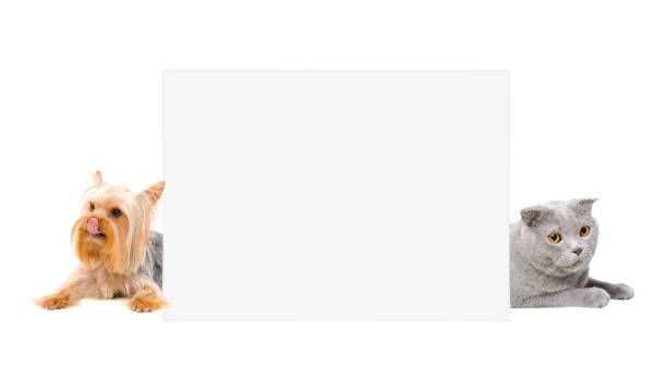 istock Cute cat Scottish Fold and Yorkshire terrier, lying behind banner, isolated on white background 1153903301