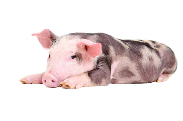 istock Cute little piglet lying isolated on white background 1153903304
