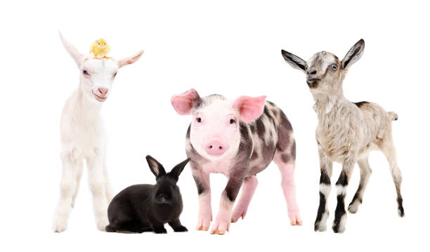 istock Cute farm animals standing isolated on white background 1153903315