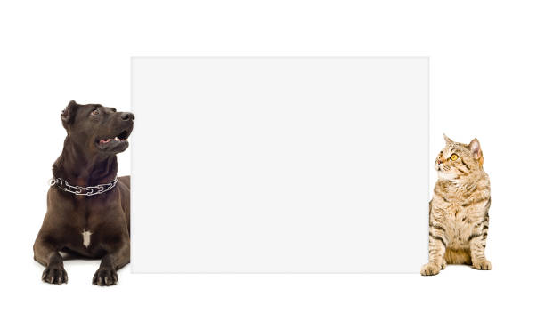istock Dog and cat peeking from behind banner 1153903324