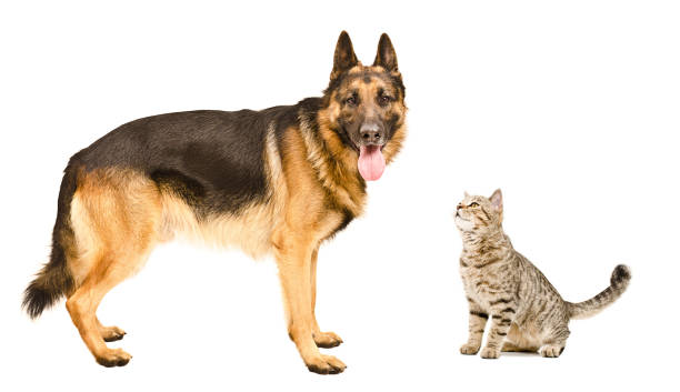 istock Dog breed German Shepherd  and sniffing cat Scottish Straight 1153903332