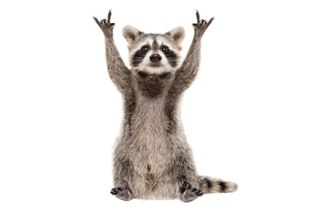 istock Funny raccoon showing a rock gesture isolated on white background 1153903341