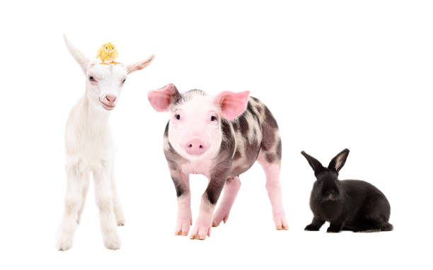 istock Cute farm animals  standing together isolated on white background 1153903343