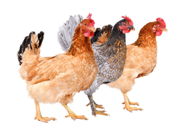 istock Three chicken standing together, side view, isolated on white background 1153903354