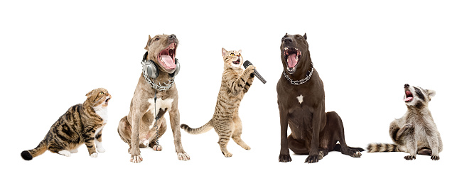 Singing Animals Stock Photo - Download Image Now - Raccoon, White Background, Dog - iStock Singing Animals Stock Photo - Download Image Now - Raccoon, White Background, Dog - iStock