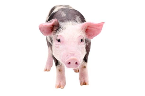 istock Cute little piglet 1153903391