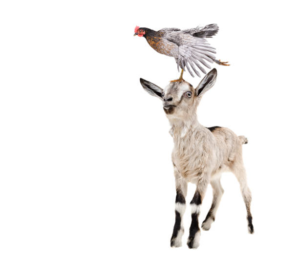 Funny goatling standing with chicken on the head Isolated on white background