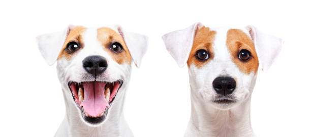 Portrait of a cheerful and sad dog breed Jack Russell Terrier, closeup, isolated on white background stock photo