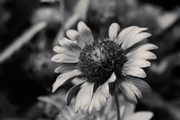 istock Black and White Blanket Flower 1153903431