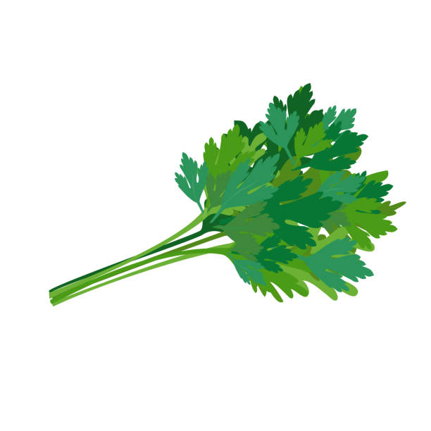 illustrazioni stock, clip art, cartoni animati e icone di tendenza di prezzemolo verde fresco. condimento piccante. illustrazione vettoriale. - parsley