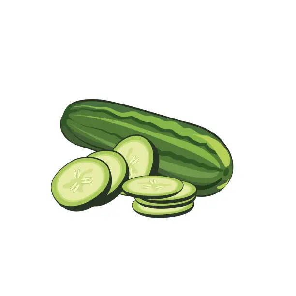 Vector illustration of Green cucumber a host on sliced. Vegetables from the garden. Vector Illustration.