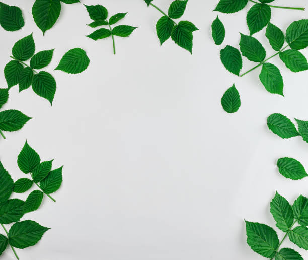 istock fresh green leaves of raspberry on a white background 1153904713