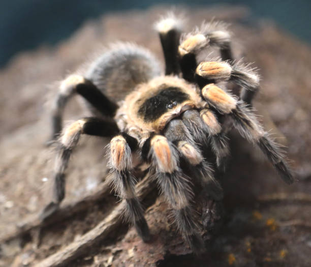istock poisonous hairy tarantula photographed in the Amazon rainforest 1153906095