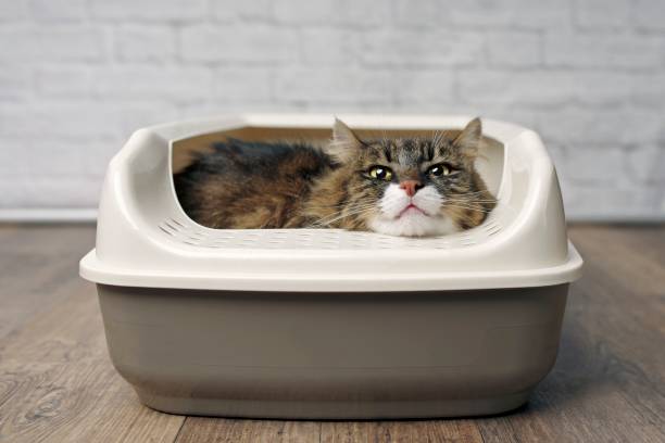 funny tabby cat sitting in a llitter box and looking curiously outside. - litter imagens e fotografias de stock