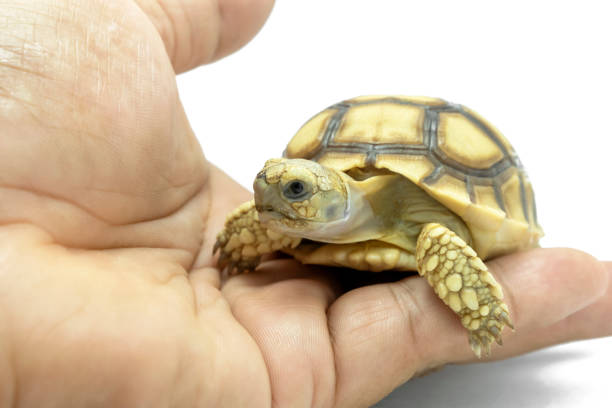 istock Small turtle on the hand isolated on a white background. File contains with clipping paths so it is easy to work. 1153906987