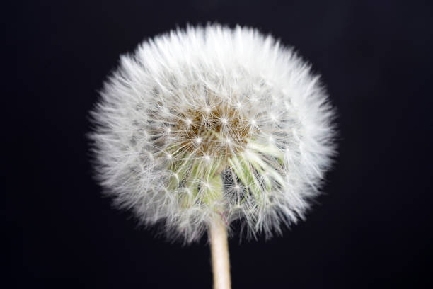 istock Dandelion as a detail photographed in high resolution and sharp 1153908342