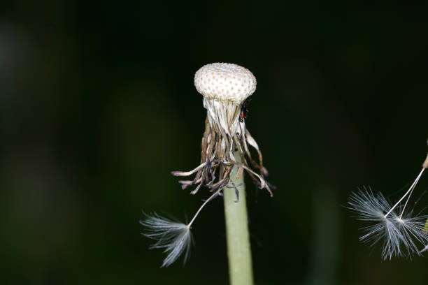 This is a dandelion as a detail photographed in high resolution and sharp