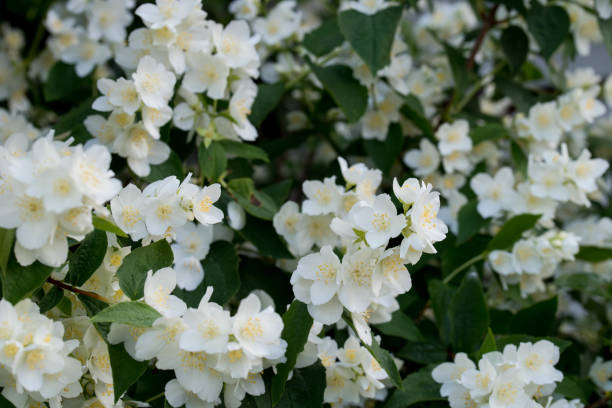 istock Philadelphus coronarius (sweet mock-orange, English dogwood) white flowers 1153909052