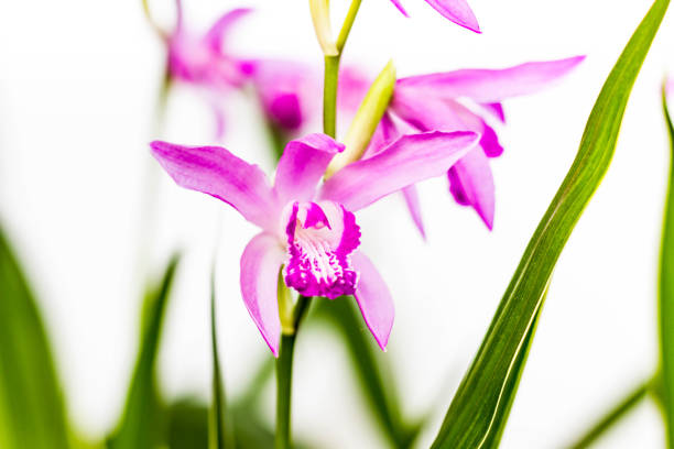 primo piano di un bellissimo fiore di orchidea bletilla rosa. bletilla isolata su sfondo bianco, una delle prime piante da giardino terrestri resistenti in fiore - hardy bulbs foto e immagini stock