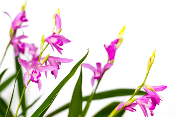 primo piano di un bellissimo fiore di orchidea bletilla rosa. bletilla isolata su sfondo bianco, una delle prime piante da giardino terrestri resistenti in fiore - hardy bulbs foto e immagini stock