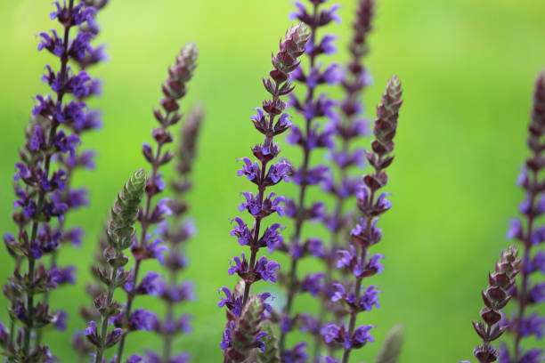 Salvia nemorosa 'Ostfriesland' purple flowers background stock photo