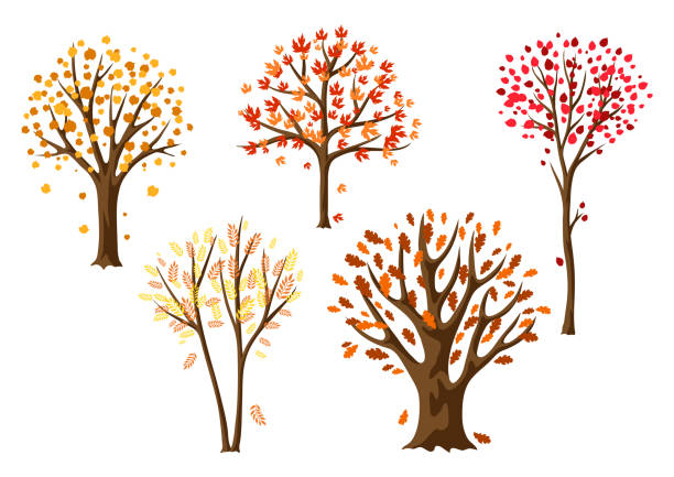 ilustraciones, imágenes clip art, dibujos animados e iconos de stock de conjunto de árboles estilizados abstractos de otoño. - falling leaf tree autumn