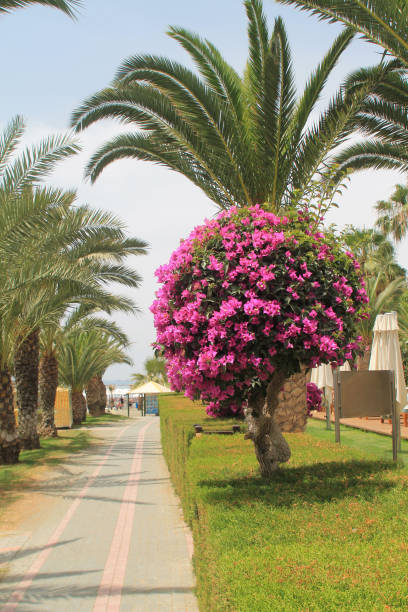 istock Seaside footpath with palms and flowers 1153909940