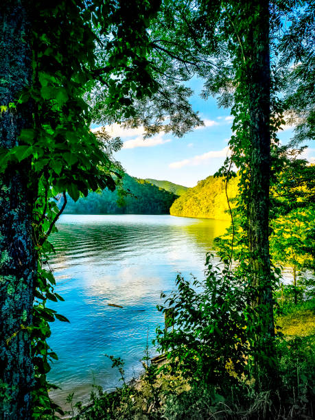 Tent setup on a camping ground surrounded by lush woods.