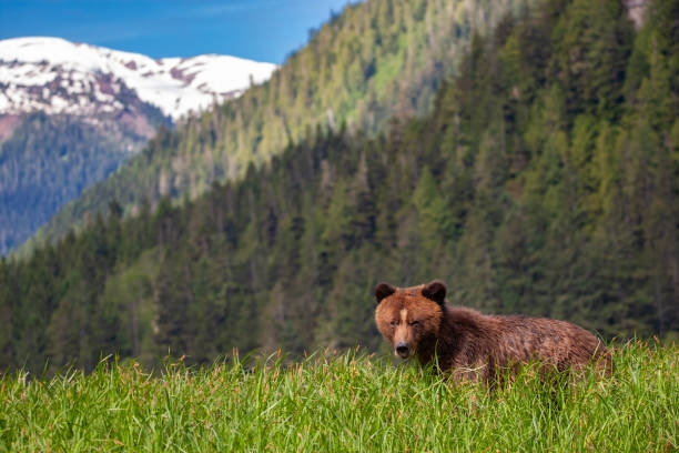 istock Grizzly Bear with Mountain Scene 1153911432