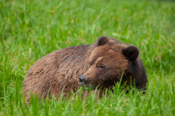 istock Grizzly Bear Grazes on Sedge Grass 1153911470